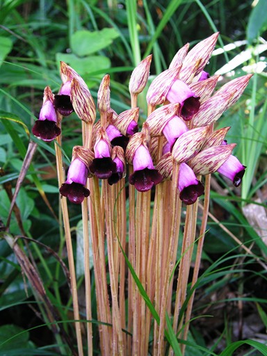 สิงโตซ้อน Rhytionanthos spathulatum (Rolfe & Cooper) Garay, Hamer & Sgerist<br/>ORCHIDACEAE